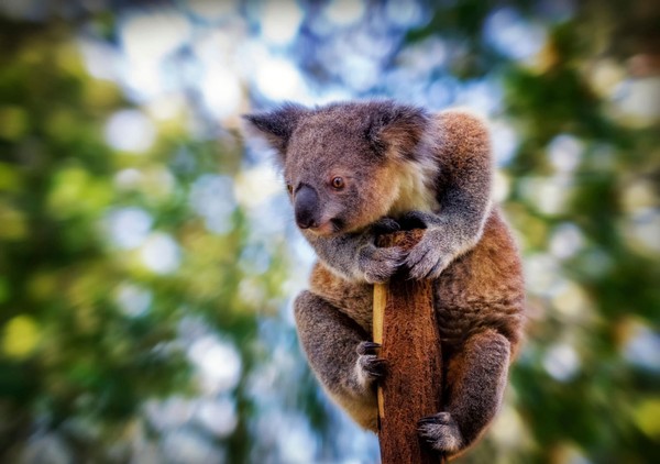 KOALA