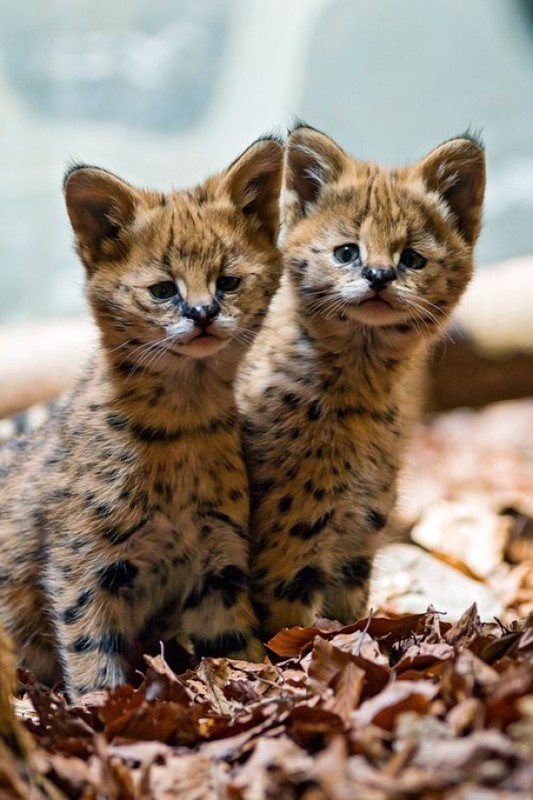 SERVALS