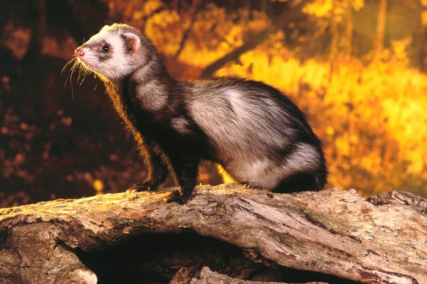 FURET