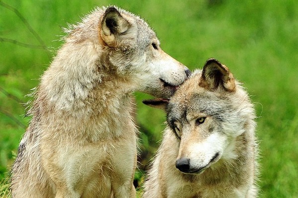 LOUPS