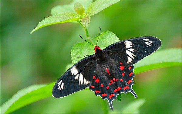 PAPILLON