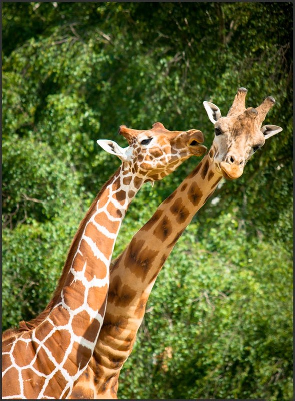 GIRAFES