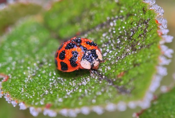 COCCINELLE