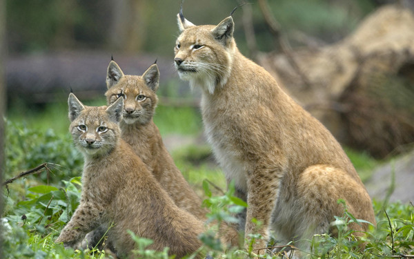 LYNX