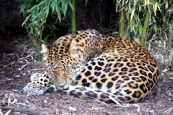 LEOPARD