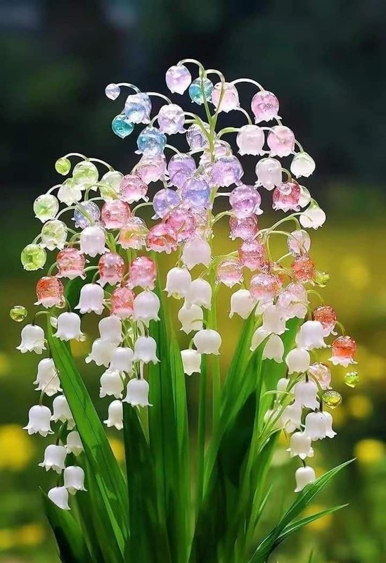 MUGUET