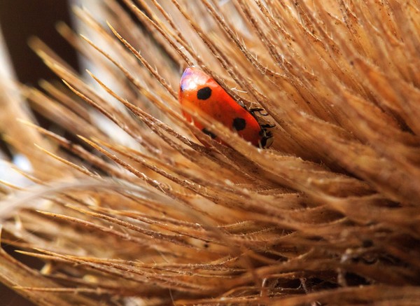 COCCINELLE