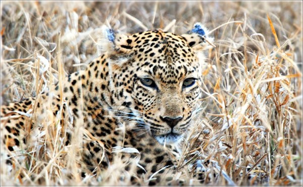 LEOPARD