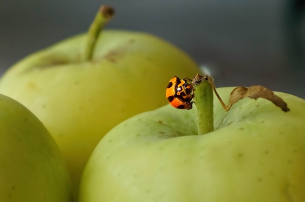 COCCINELLE