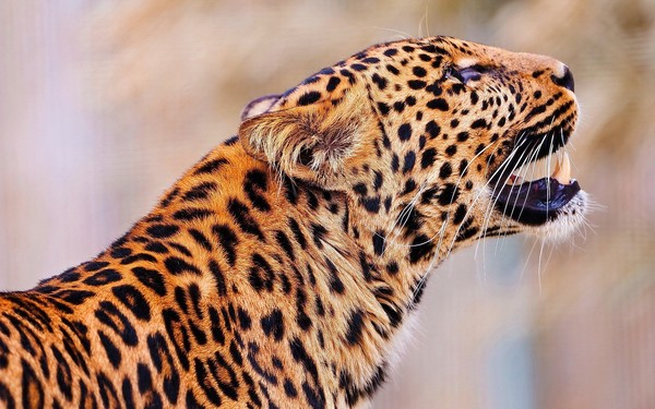 LEOPARD