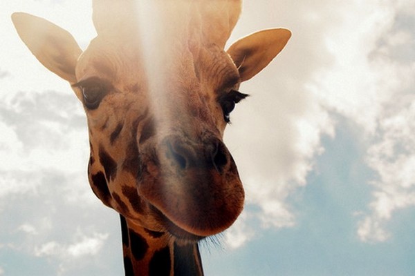 GIRAFE