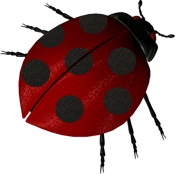 COCCINELLE