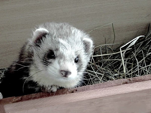 FURET