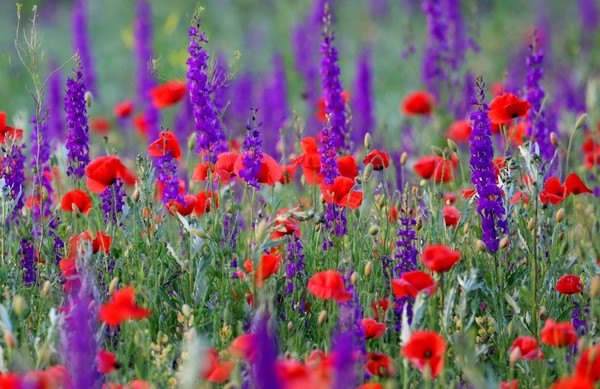 COQUELICOTS