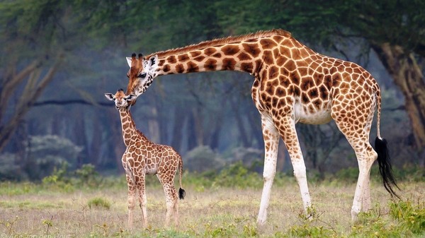 GIRAFE