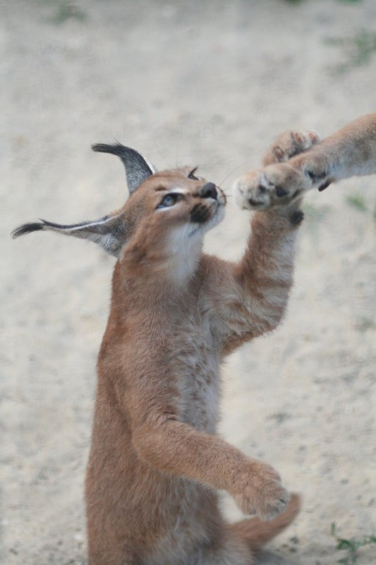 CARACAL