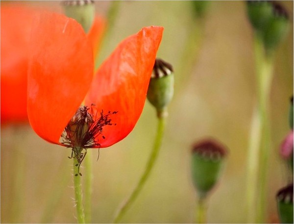 COQUELICOTS