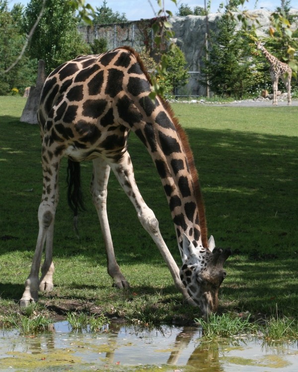 GIRAFE