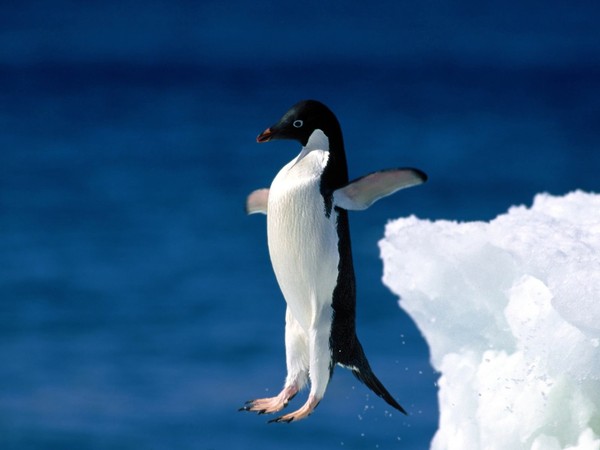 PINGOUIN