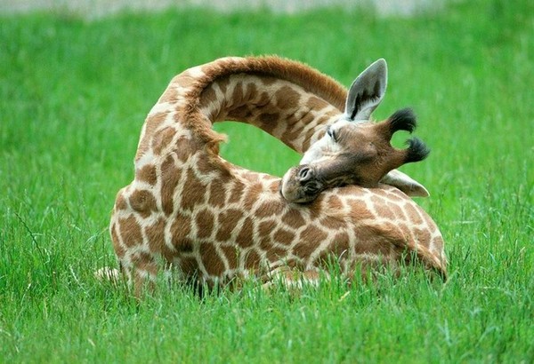 GIRAFE