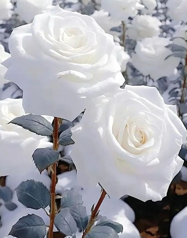 ROSES 4