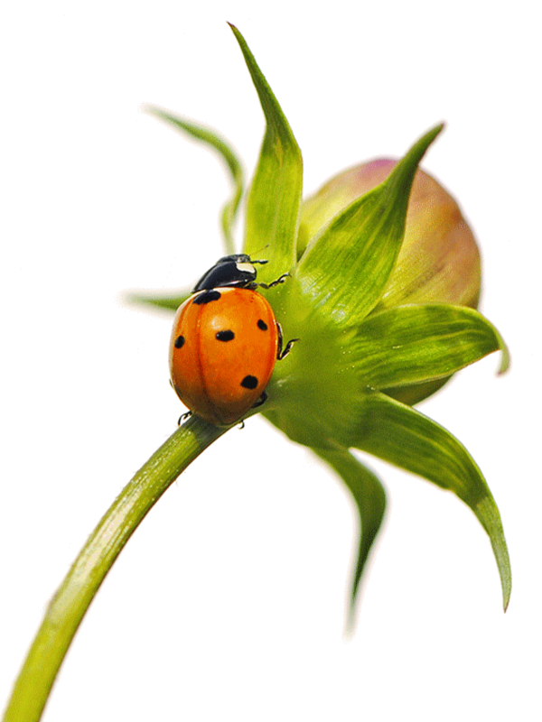 COCCINELLE