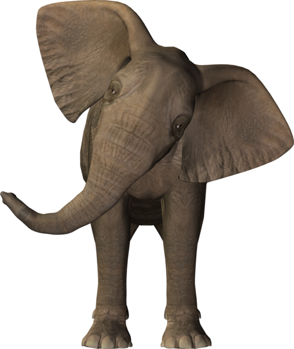 ELEPHANT 2