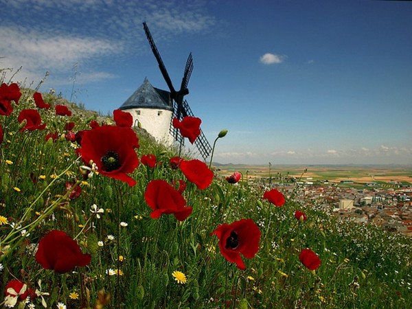 COQUELICOTS