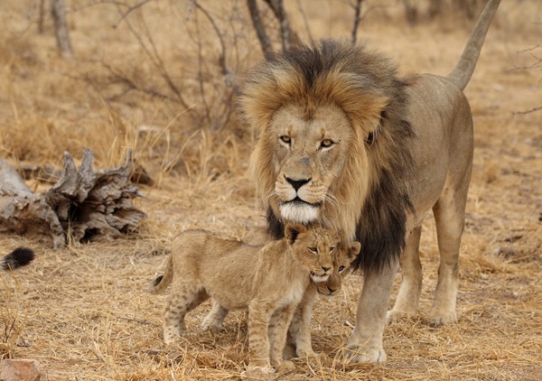 LION ET COMPAGNIE