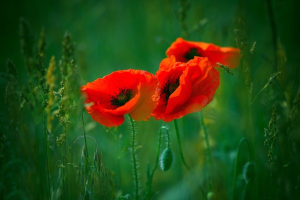 COQUELICOTS