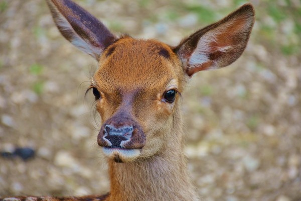 BICHE CERF...