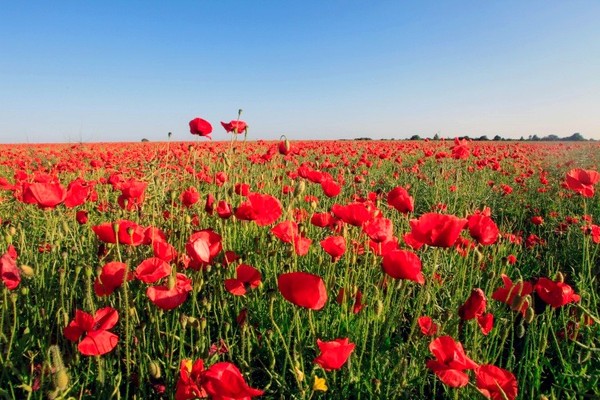 COQUELICOTS