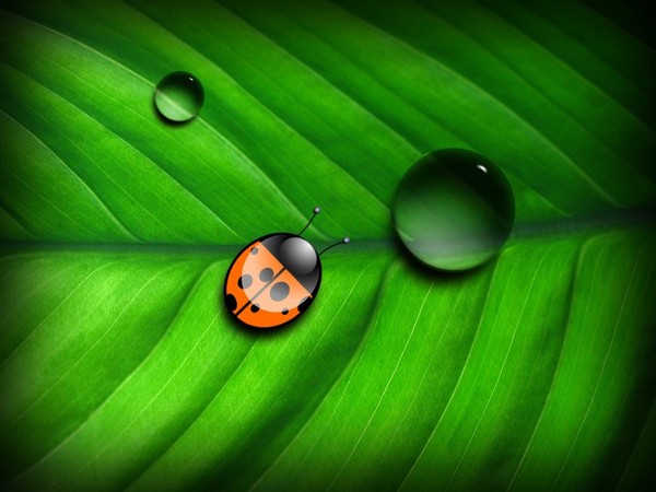 COCCINELLE