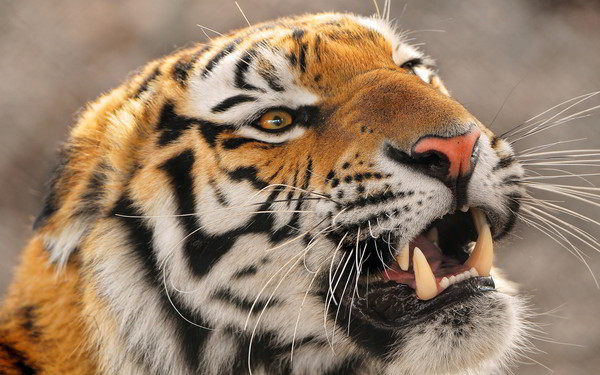 TIGRE