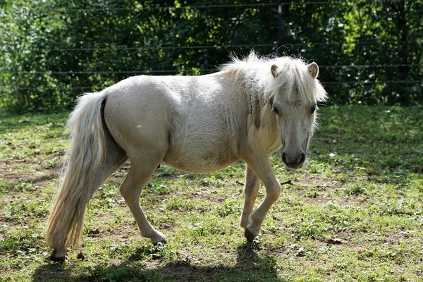 CHEVAL 2