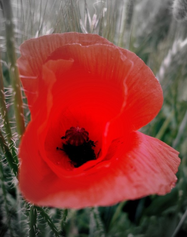 COQUELICOTS