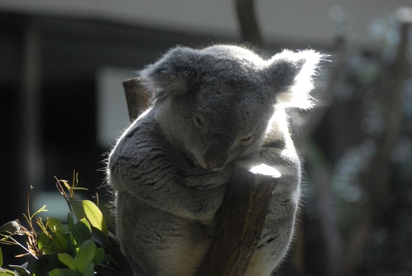 KOALA