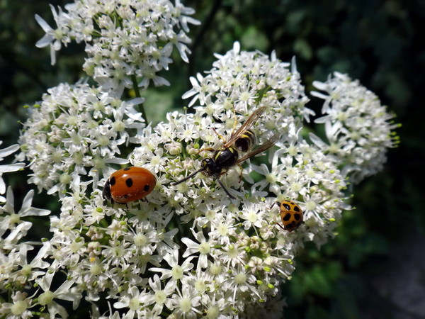 COCCINELLE