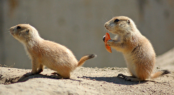 MARMOTTES