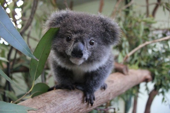 KOALA