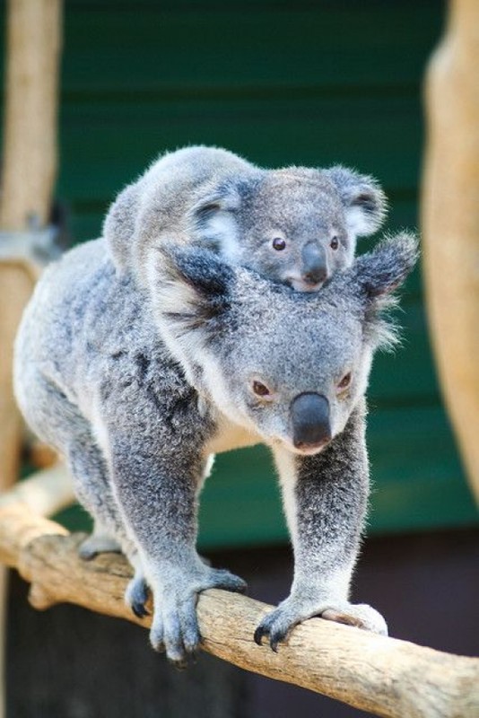 KOALAS