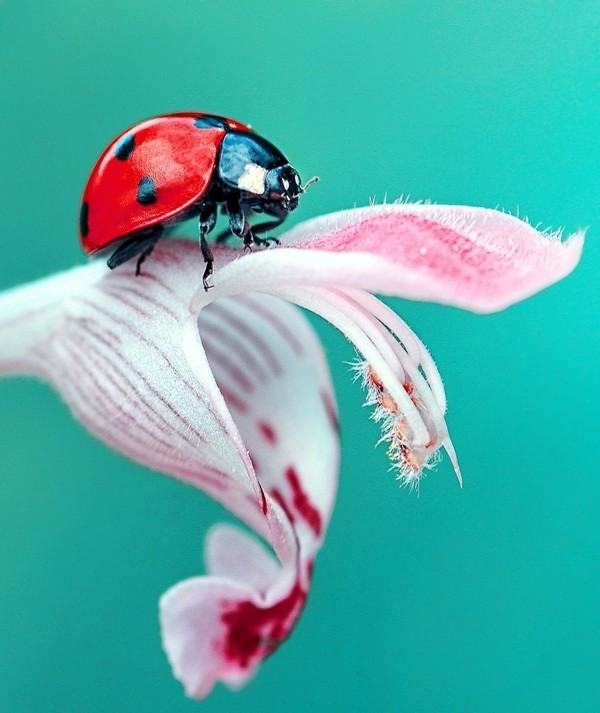 COCCINELLE 3