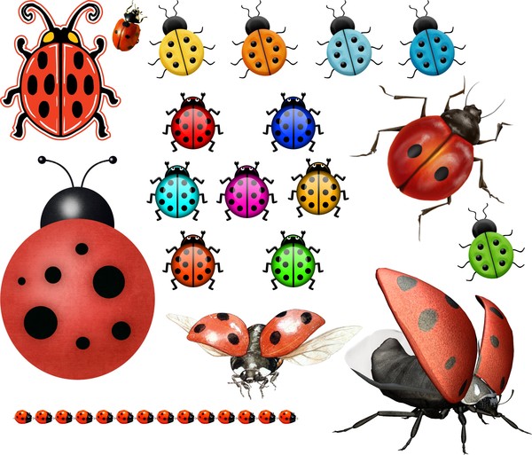 COCCINELLES