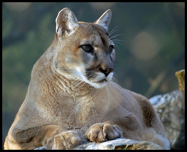 COUGAR