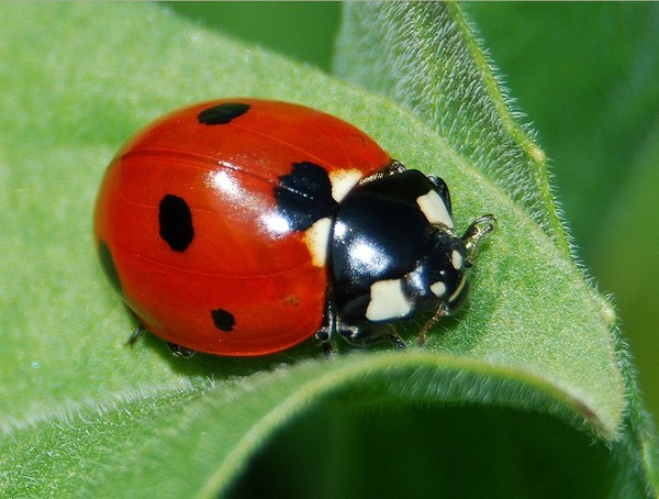 COCCINELLE