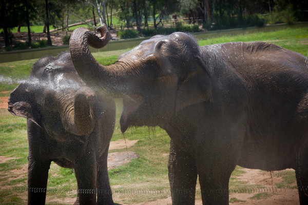 ELEPHANTS