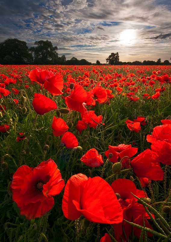 COQUELICOTS