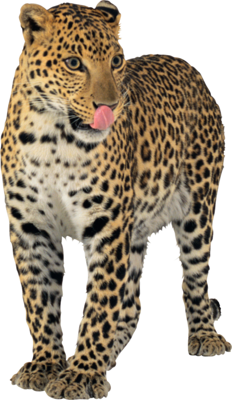 LEOPARD