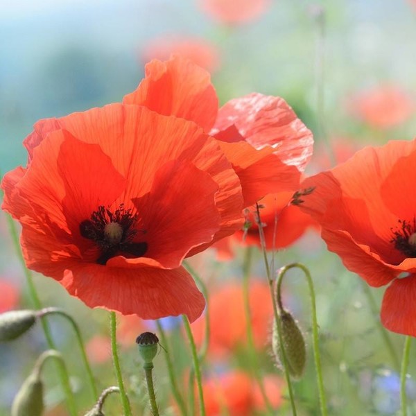 COQUELICOTS 2
