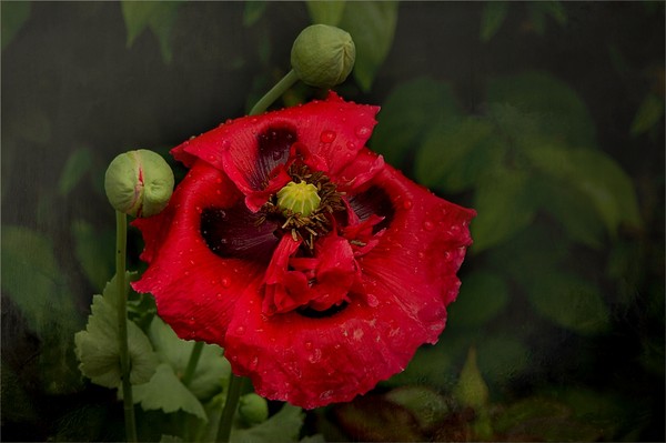 COQUELICOT